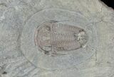 Triple Euloma Trilobite Plate - Fezouata Shale #15490-2